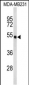 FLAD1 Antibody (C-term)